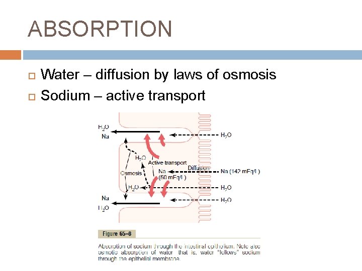 ABSORPTION Water – diffusion by laws of osmosis Sodium – active transport 