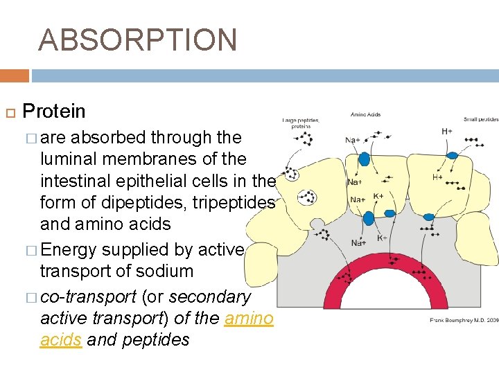 ABSORPTION Protein � are absorbed through the luminal membranes of the intestinal epithelial cells
