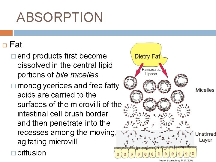 ABSORPTION Fat � end products first become dissolved in the central lipid portions of