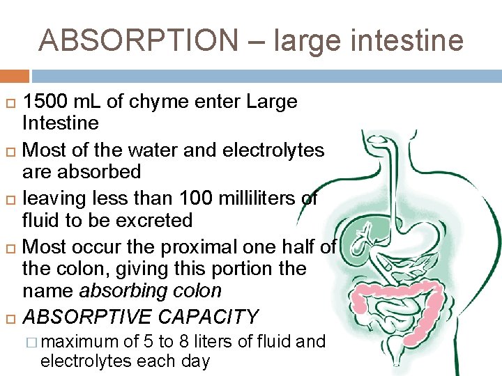 ABSORPTION – large intestine 1500 m. L of chyme enter Large Intestine Most of