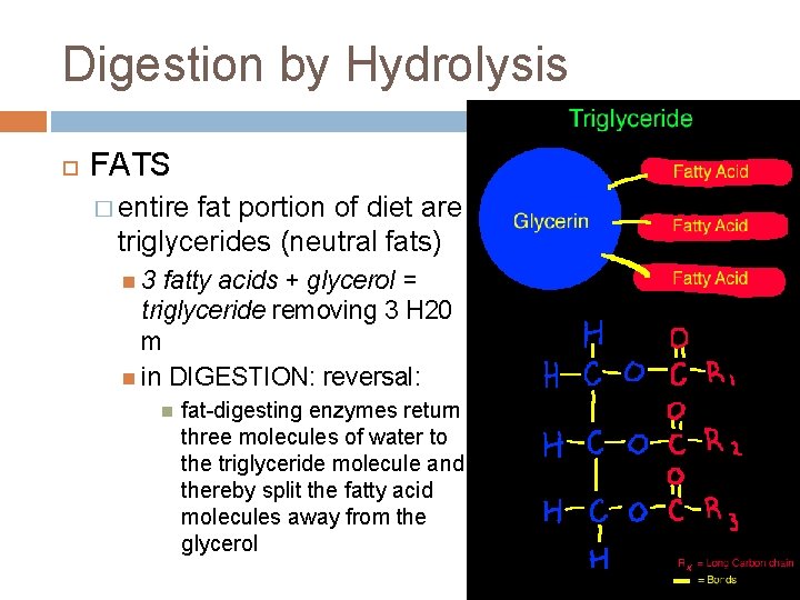 Digestion by Hydrolysis FATS � entire fat portion of diet are triglycerides (neutral fats)