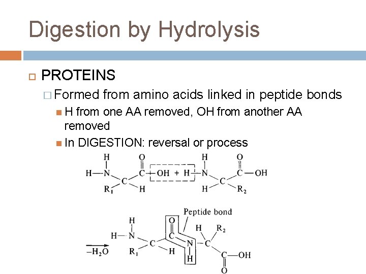 Digestion by Hydrolysis PROTEINS � Formed H from amino acids linked in peptide bonds