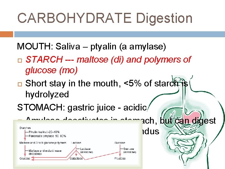 CARBOHYDRATE Digestion MOUTH: Saliva – ptyalin (a amylase) STARCH --- maltose (di) and polymers