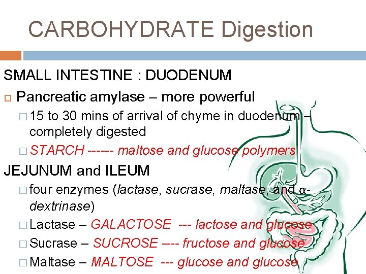 CARBOHYDRATE Digestion SMALL INTESTINE : DUODENUM Pancreatic amylase – more powerful � 15 to