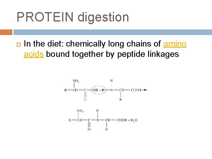 PROTEIN digestion In the diet: chemically long chains of amino acids bound together by