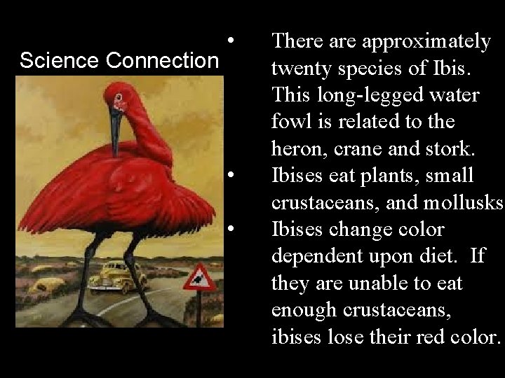 Science Connection • • • There approximately twenty species of Ibis. This long-legged water