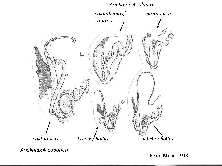 Ariolimax columbianus/ buttoni stramineus Genitalia - all californicus Ariolimax Meadarion brachyphallus dolichophallus From Mead