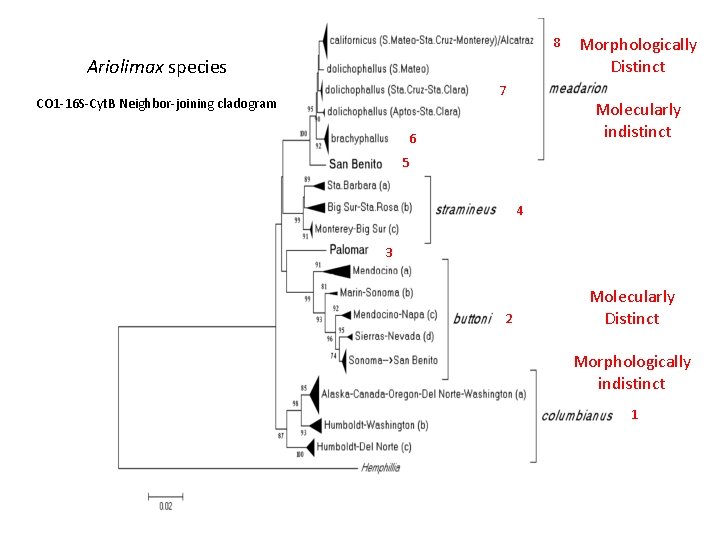 8 Ariolimax species 7 cladogr am CO 1 -16 S-Cyt. B Neighbor-joining cladogram Morphologically