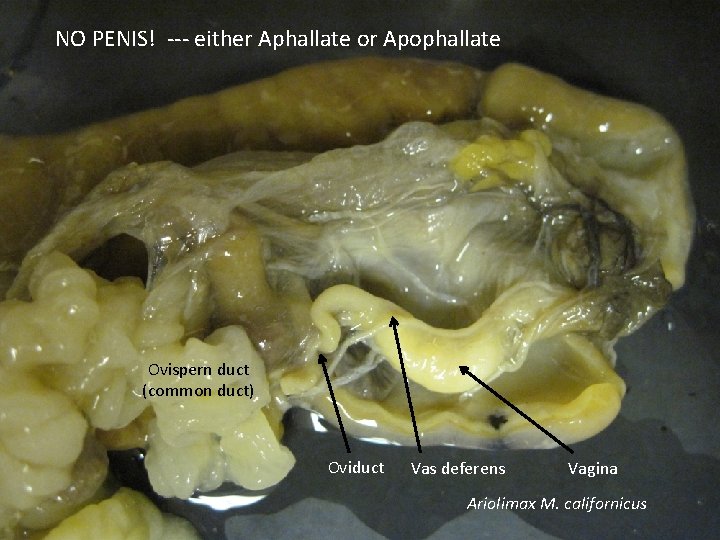 NO PENIS! --- either Aphallate or Apophallate Ovispern duct (common duct) Oviduct Vas deferens