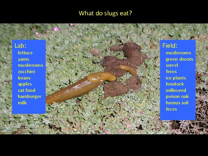 What do slugs eat? Lab: lettuce yams mushrooms zucchini beans apples cat food hamburger