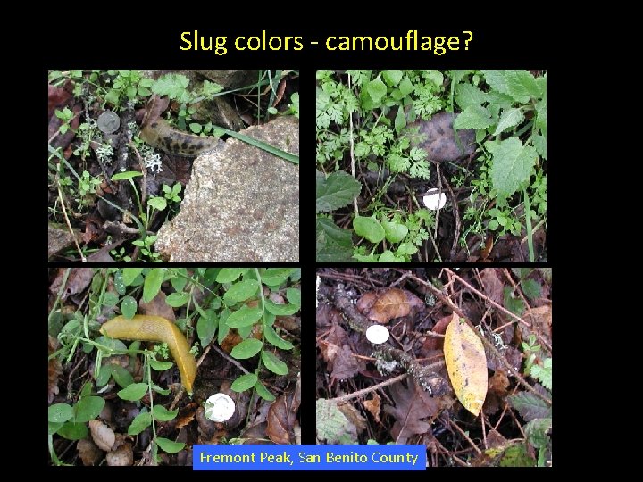 Slug colors - camouflage? predators Fremont Peak, San Benito County 