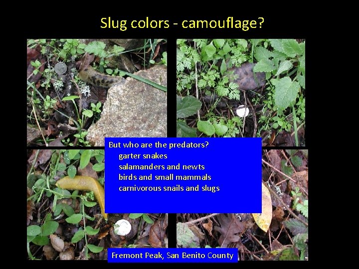 Slug colors - camouflage? predators But who are the predators? garter snakes salamanders and