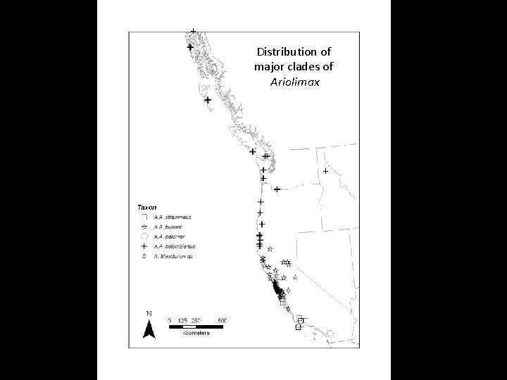 + Distribution of Major clademajor distributi clades of Ariolimax + 