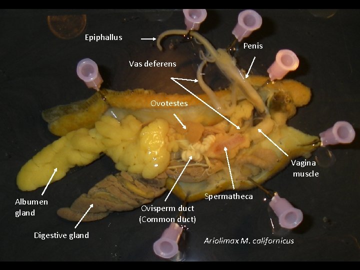 A. Epiphallus californicus dissection Penis Vas deferens Ovotestes Vagina muscle Albumen gland Digestive gland