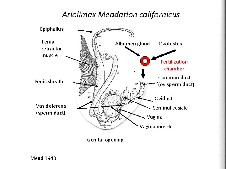 Ariolimax Meadarion californicus A. californicus genitalia Epiphallus Penis retractor muscle Albumen gland Ovotestes Fertilization