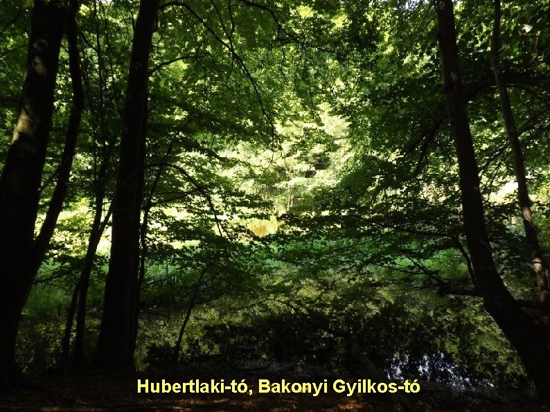 Hubertlaki-tó, Bakonyi Gyilkos-tó 