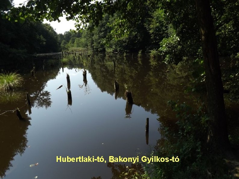 Hubertlaki-tó, Bakonyi Gyilkos-tó 
