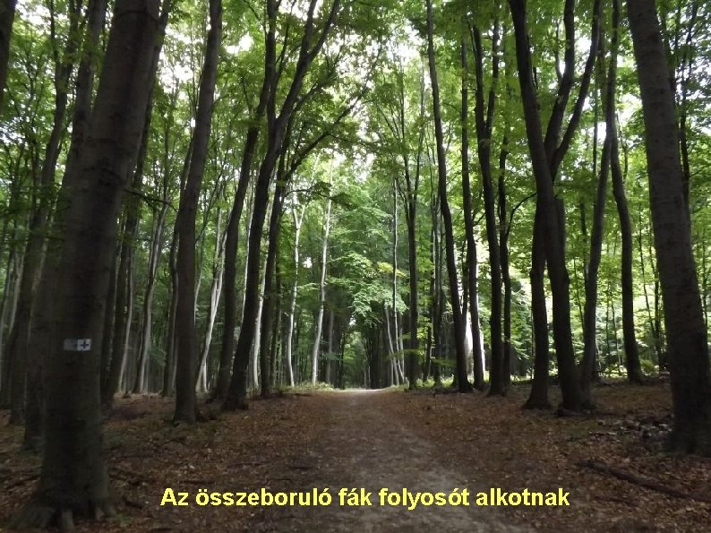 Az összeboruló fák folyosót alkotnak 