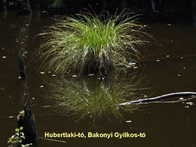 Hubertlaki-tó, Bakonyi Gyilkos-tó 