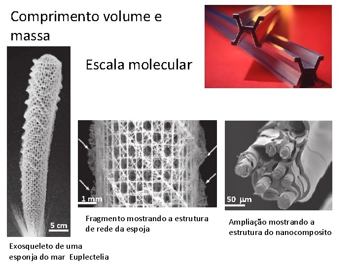 Comprimento volume e massa Escala molecular 1 mm 5 cm Fragmento mostrando a estrutura