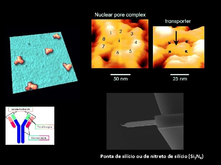 Microscopia de Força atómica Ponta de silício ou de nitreto de silício (Si 3