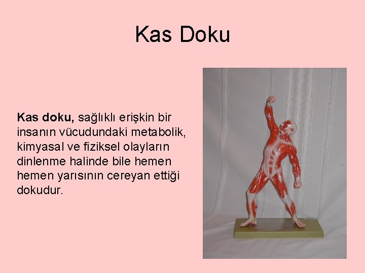 Kas Doku Kas doku, sağlıklı erişkin bir insanın vücudundaki metabolik, kimyasal ve fiziksel olayların