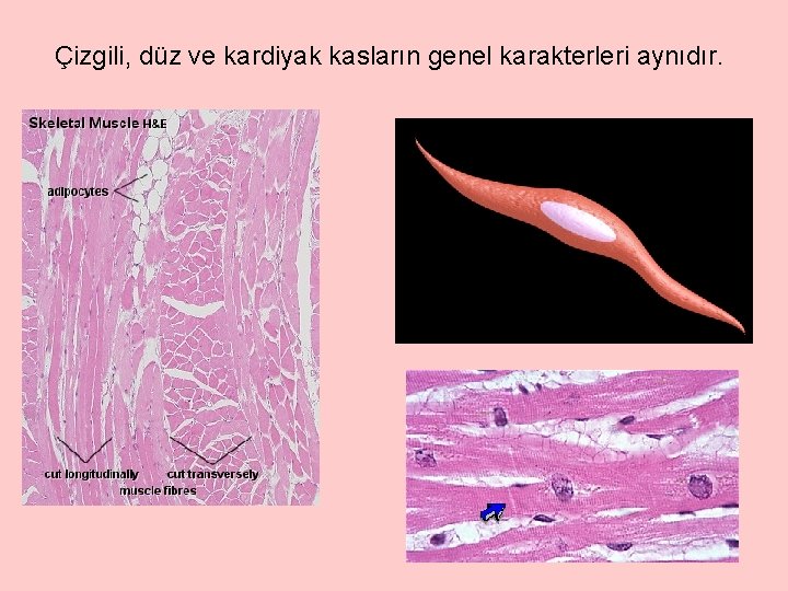 Çizgili, düz ve kardiyak kasların genel karakterleri aynıdır. 