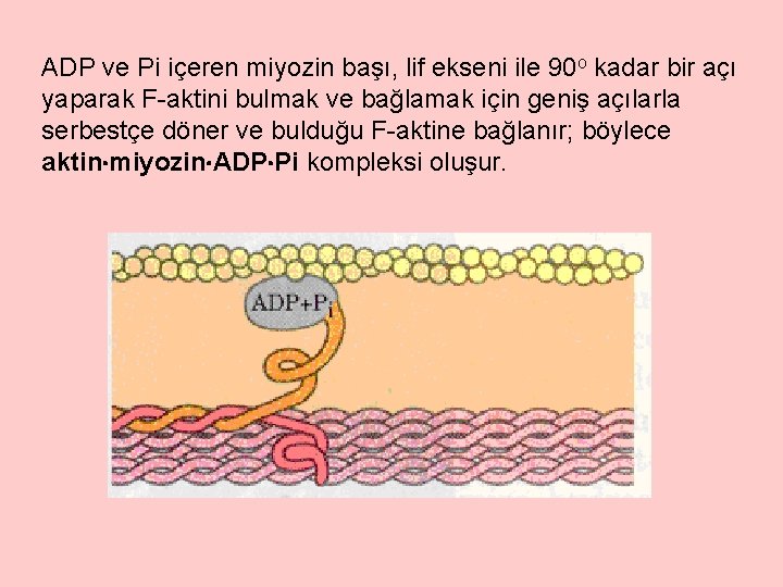 ADP ve Pi içeren miyozin başı, lif ekseni ile 90 o kadar bir açı