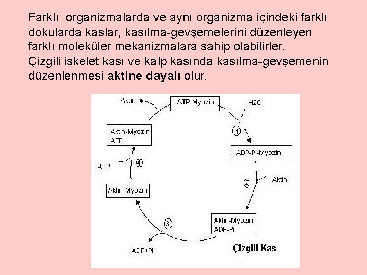 Farklı organizmalarda ve aynı organizma içindeki farklı dokularda kaslar, kasılma-gevşemelerini düzenleyen farklı moleküler mekanizmalara