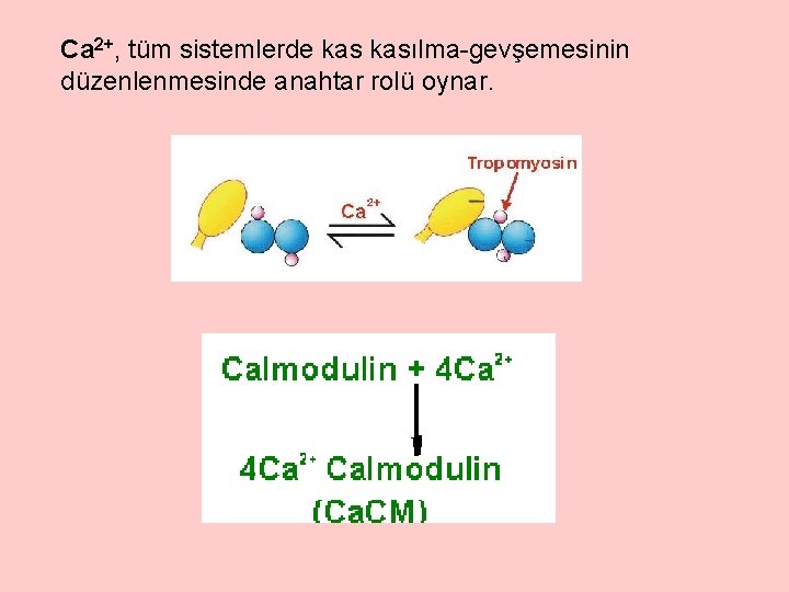 Ca 2+, tüm sistemlerde kasılma-gevşemesinin düzenlenmesinde anahtar rolü oynar. 