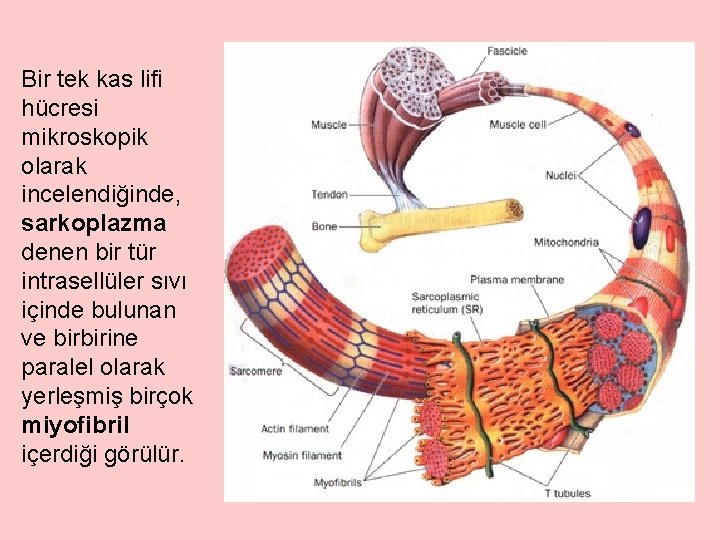 Bir tek kas lifi hücresi mikroskopik olarak incelendiğinde, sarkoplazma denen bir tür intrasellüler sıvı