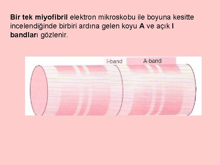 Bir tek miyofibril elektron mikroskobu ile boyuna kesitte incelendiğinde birbiri ardına gelen koyu A