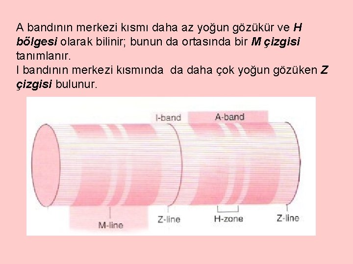 A bandının merkezi kısmı daha az yoğun gözükür ve H bölgesi olarak bilinir; bunun