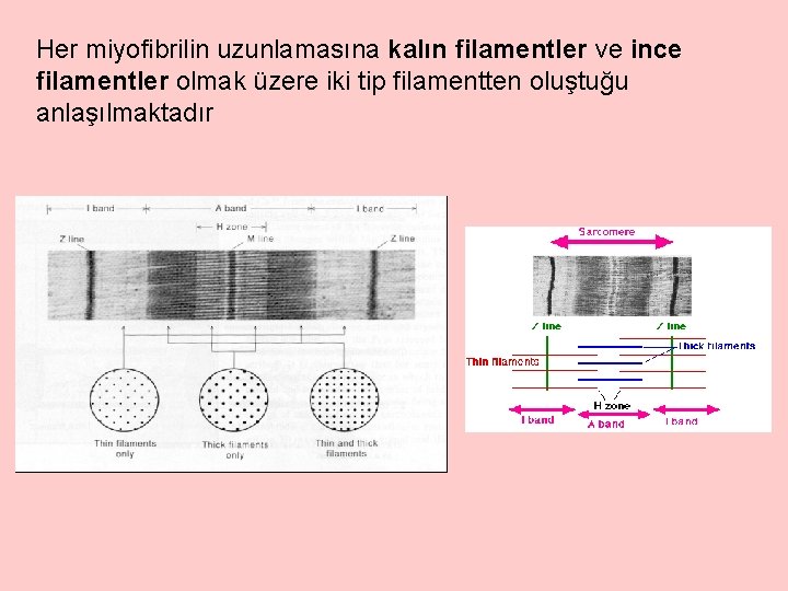 Her miyofibrilin uzunlamasına kalın filamentler ve ince filamentler olmak üzere iki tip filamentten oluştuğu