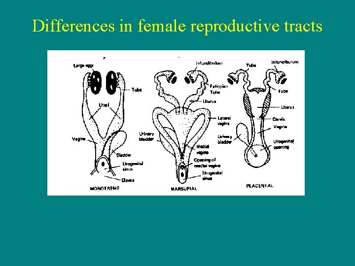 Differences in female reproductive tracts 