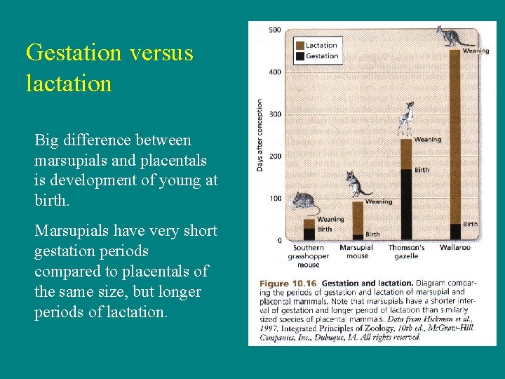 Gestation versus lactation Big difference between marsupials and placentals is development of young at