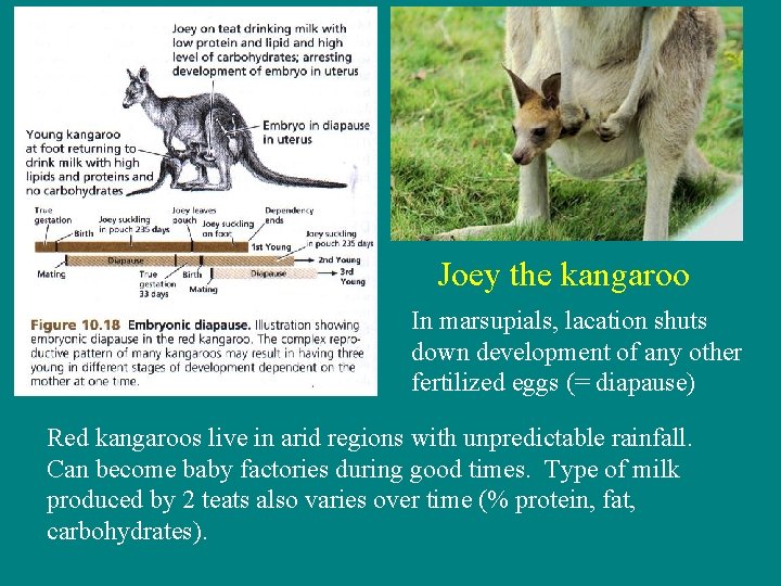 Joey the kangaroo In marsupials, lacation shuts down development of any other fertilized eggs