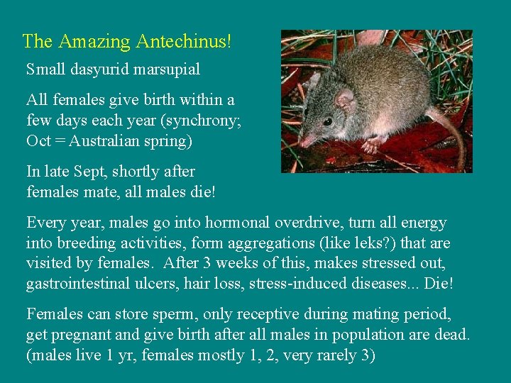 The Amazing Antechinus! Small dasyurid marsupial All females give birth within a few days