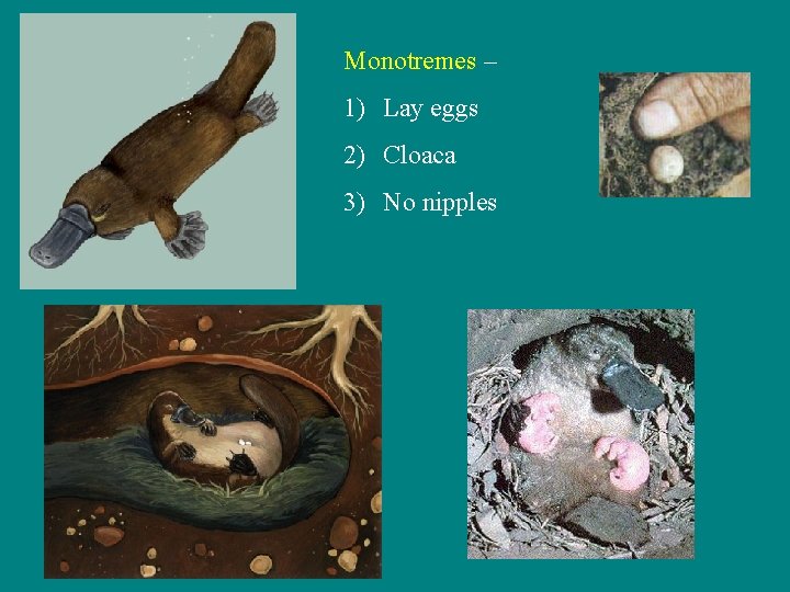 Monotremes – 1) Lay eggs 2) Cloaca 3) No nipples 