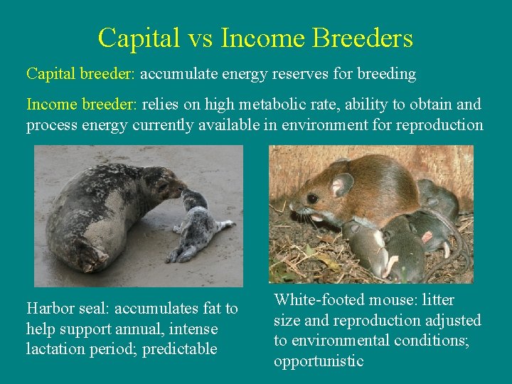 Capital vs Income Breeders Capital breeder: accumulate energy reserves for breeding Income breeder: relies