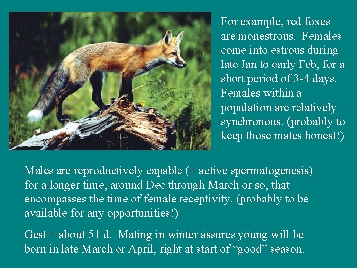 For example, red foxes are monestrous. Females come into estrous during late Jan to