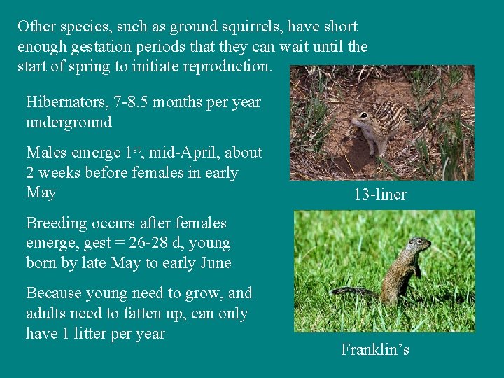 Other species, such as ground squirrels, have short enough gestation periods that they can