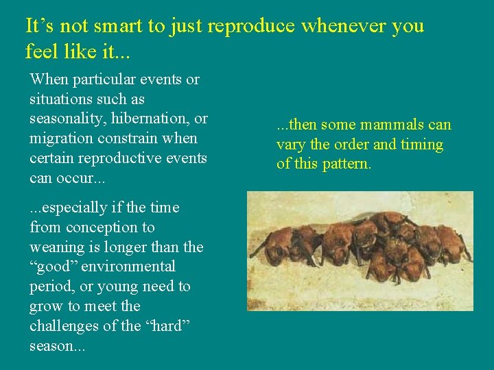 It’s not smart to just reproduce whenever you feel like it. . . When
