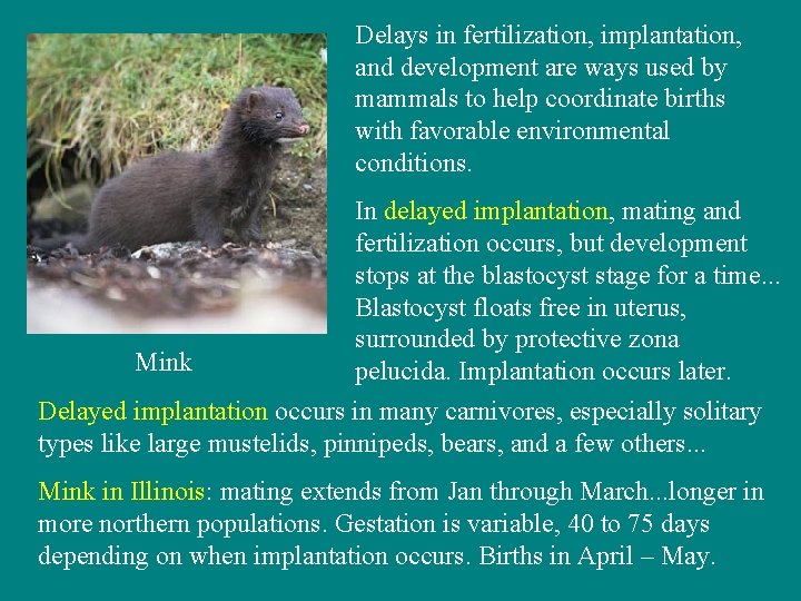 Delays in fertilization, implantation, and development are ways used by mammals to help coordinate