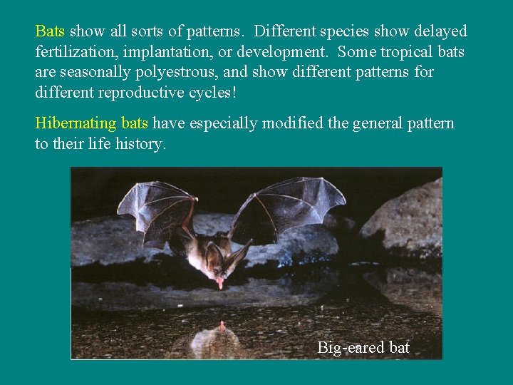 Bats show all sorts of patterns. Different species show delayed fertilization, implantation, or development.