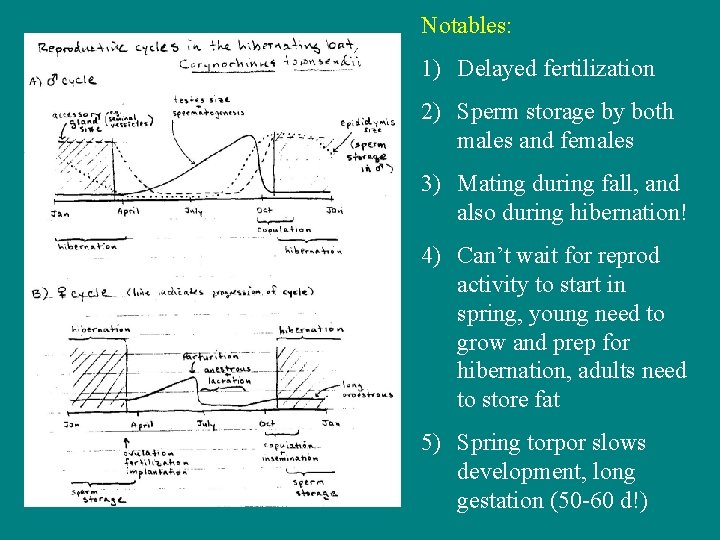 Notables: 1) Delayed fertilization 2) Sperm storage by both males and females 3) Mating