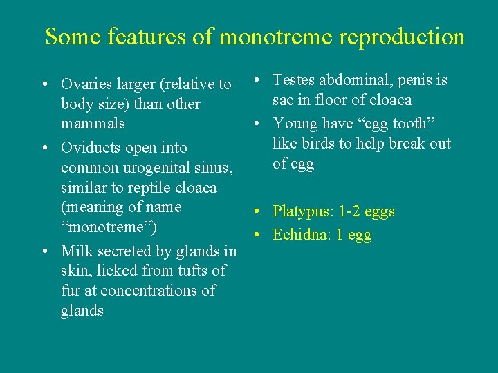 Some features of monotreme reproduction • Ovaries larger (relative to body size) than other