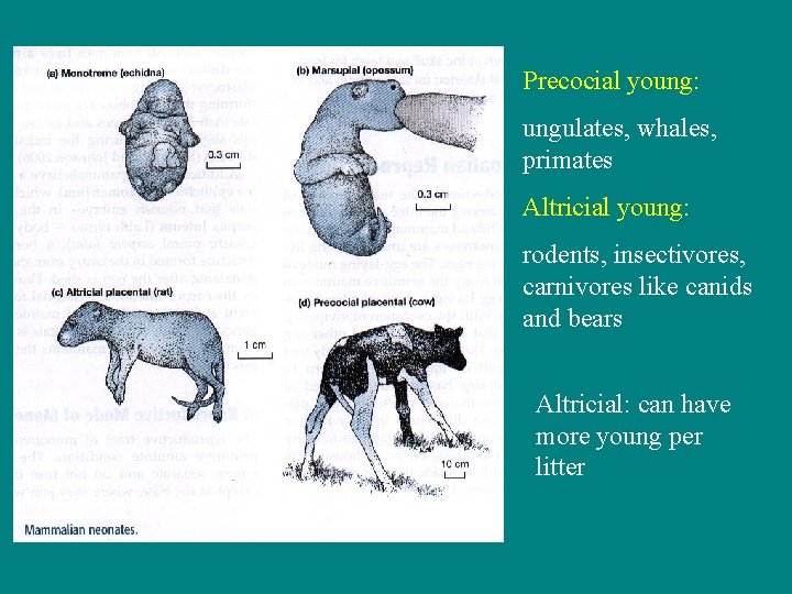 Precocial young: ungulates, whales, primates Altricial young: rodents, insectivores, carnivores like canids and bears