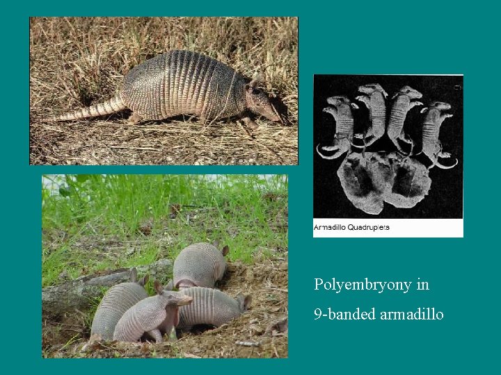 Polyembryony in 9 -banded armadillo 