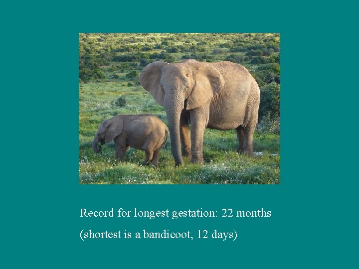 Record for longestation: 22 months (shortest is a bandicoot, 12 days) 